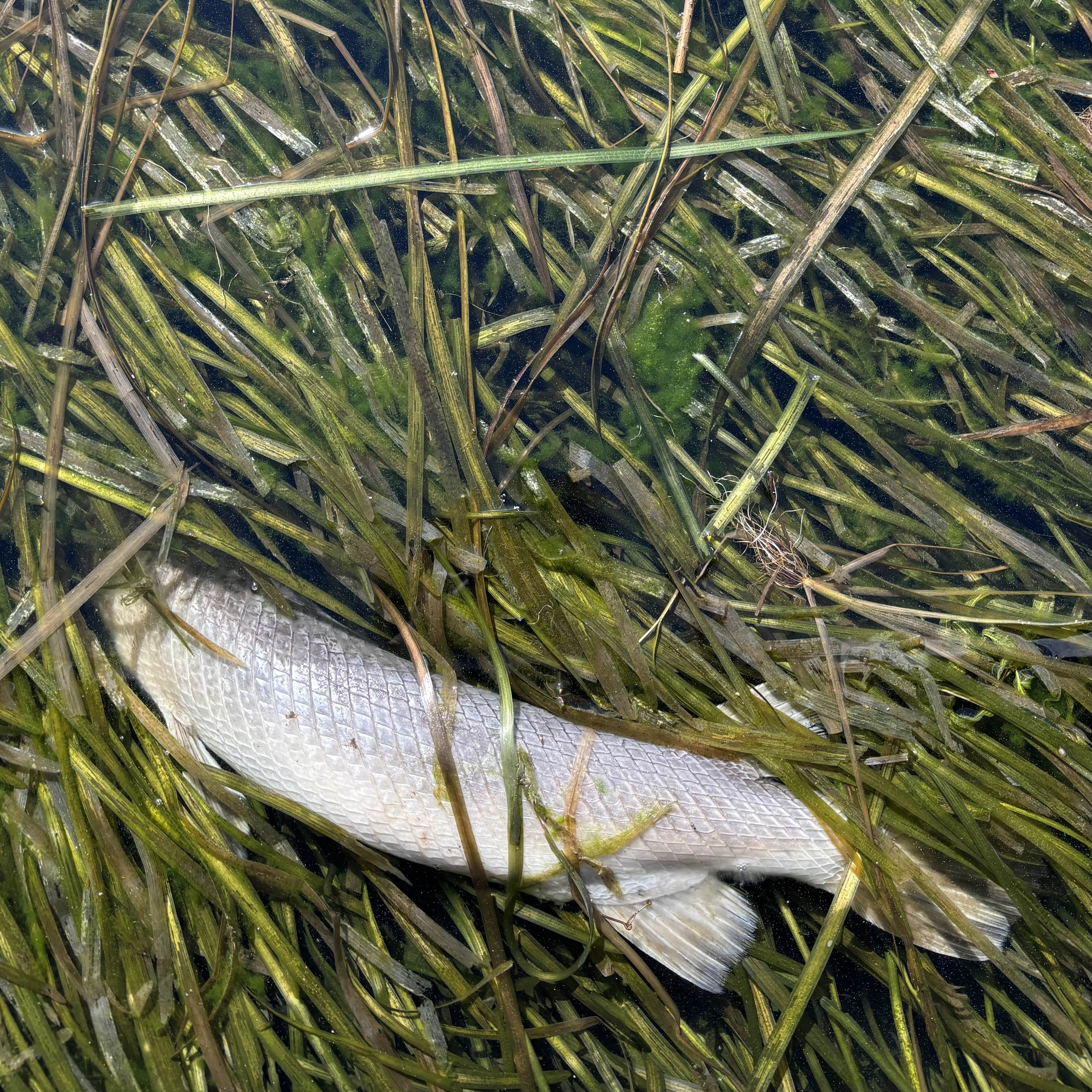 A photograph of the silvery body of a fish, most likely a gar, floating on its side in grassy water. The fish’s body is curved in such a way that the green grass obscures its head and part of its tail.