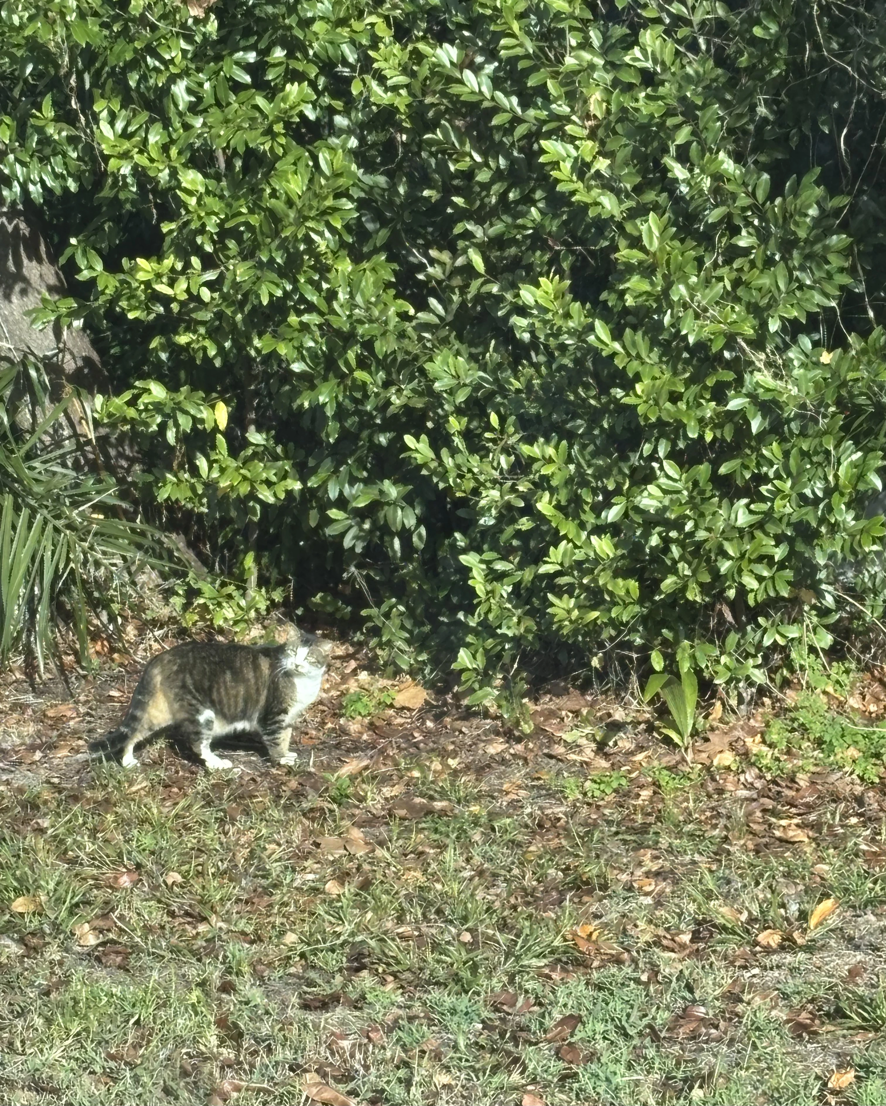 A photo of a gray-and-white tabby cat standing against some trees. In the sunlight, the cat appears to be glowing.