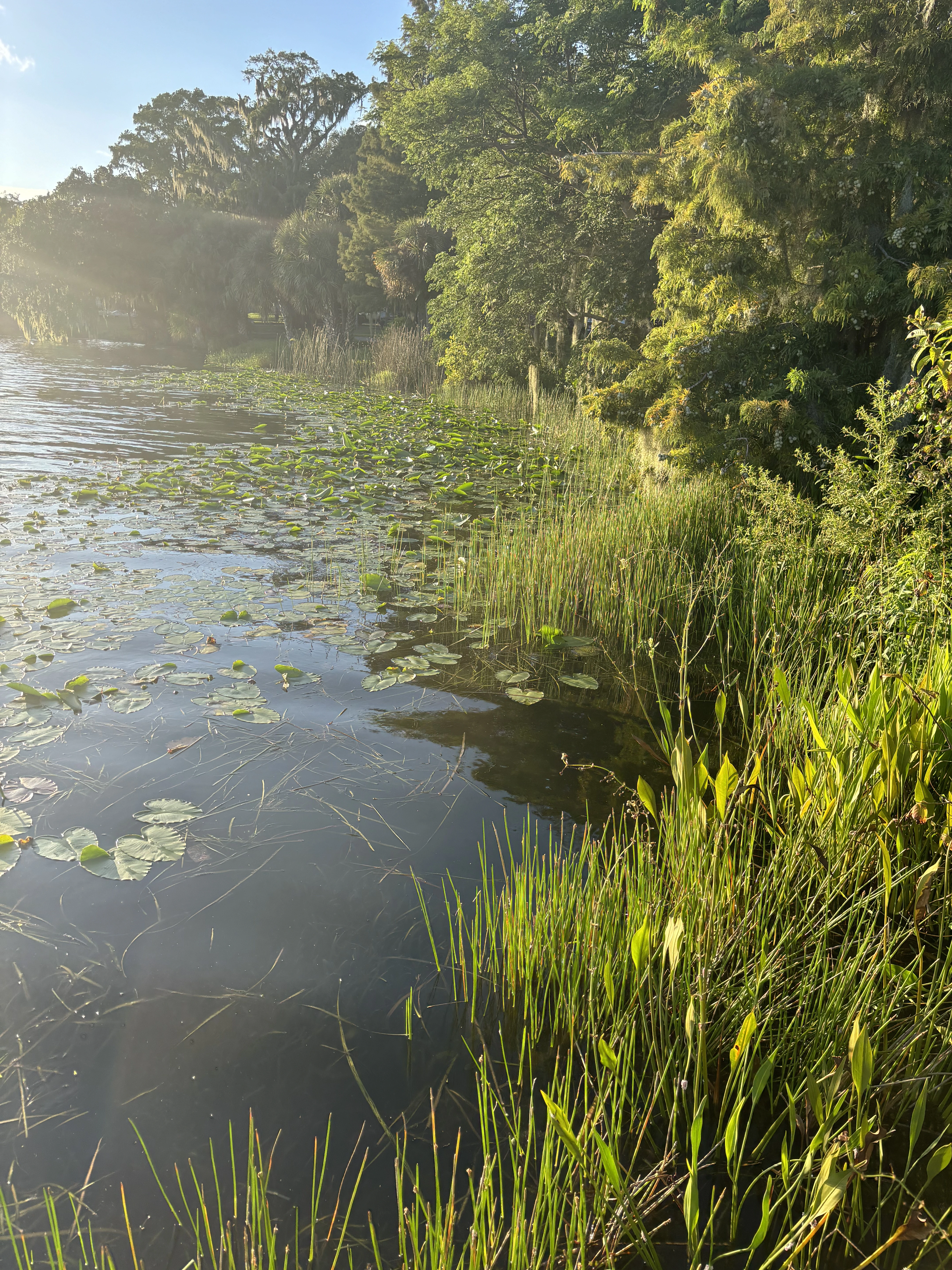 A photo of vivid green trees at the side of a lake, just when the sun is beginning to set.